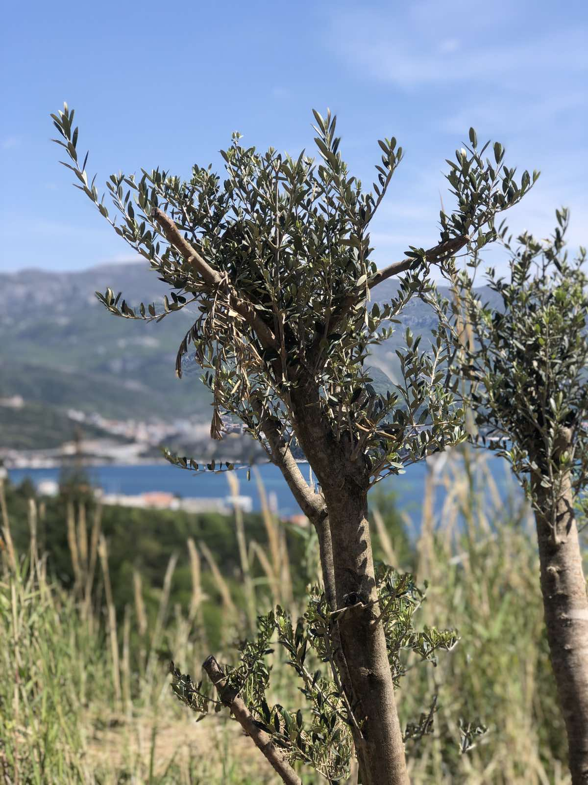 budva-beach-bar budva-old-town budva-apartments budva-sea budva-hotels